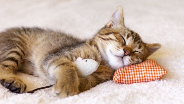 sleeping-kitten-jpg-653x0_q80_crop-smart