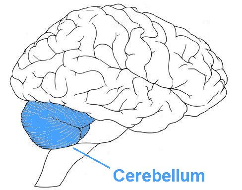 1449918798_brainlateral_cerabelum