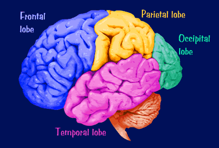 cerebral_cortex_lobes