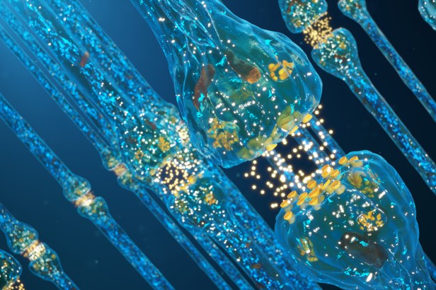 Synaptic transmission, human nervous system. Concept consciousness. Brain synapses. Transmission synapse, signals, impulses in brain, information transfer at the cellular or atomic level, 3D Rendering