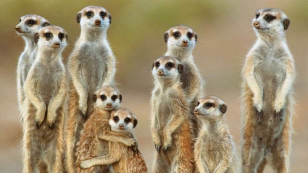 Featured_meerkats-1